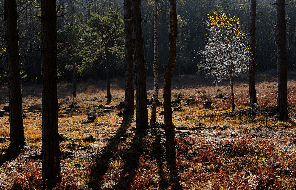 Autumn Birch and Pine, Matley Ridge